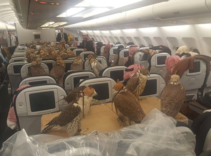 Bức ảnh 80 con chim ưng trên khoang hạng nhất một chuyến bay của hãng Qatar Airways đã khiến không ít người choáng váng. Chủ nhân của 80 con chim ưng này là hoàng tử giàu có ở Ả Rập Saudi. 80 chú chim đang trên đường đi… tránh nóng.&nbsp;
