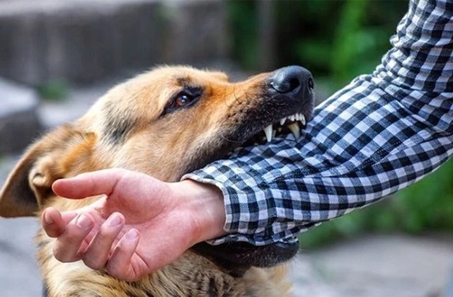 Người dân còn khá chủ quan, khi bị chó mèo cắn không thực hiện tiêm phòng hay theo dõi chó, mèo đã cắn mình. Ảnh minh họa