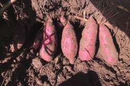 Giật mình loại khoai lang có giá lên tới 790.000 đồng/kg, nhà giàu Việt chi tiền triệu mua ăn