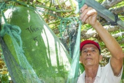 Độc lạ Bình Định: Làng trồng bí đao  " khổng lồ " , có quả nặng hơn nửa tạ