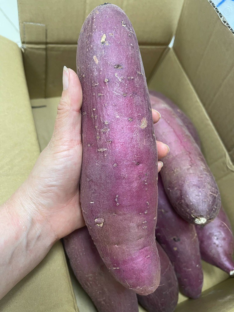 Mỗi củ khoai lang nặng từ 500-700g, thậm chí có củ nặng cả cân, to như củ sắn nhưng không hề bị xơ. (Ảnh: Vũ Thảo)