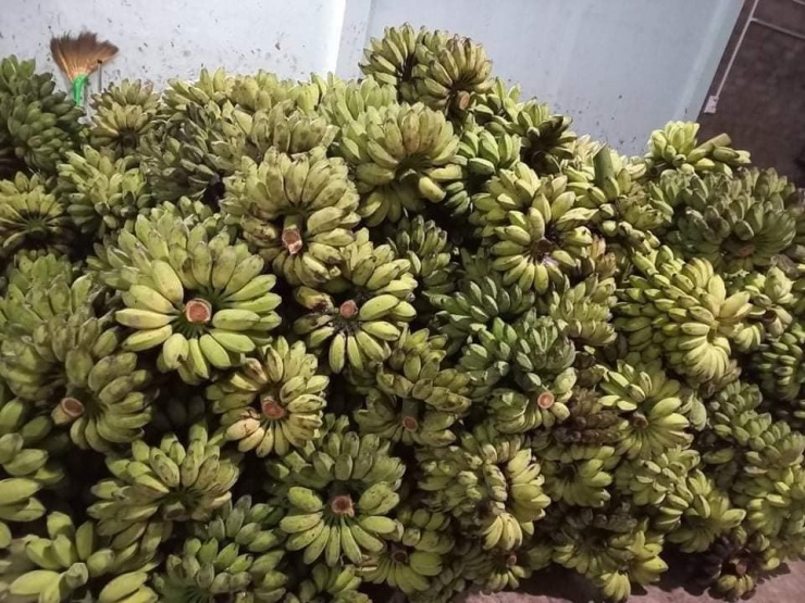 Chuối sáp nhiều mật nên côn trùng hay bám vào, vỏ đen rám nhưng chất lượng vẫn đảm bảo.
