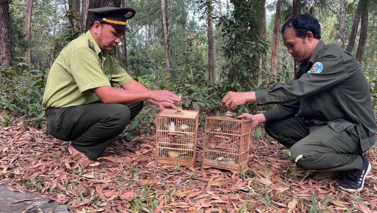 Chim trời được thả về tự nhiên.