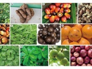 Sức khỏe đời sống - Loại cây ăn quả quen thuộc ở Việt Nam chứa chất chống ung thư
