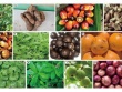 Loại cây ăn quả quen thuộc ở Việt Nam chứa chất chống ung thư