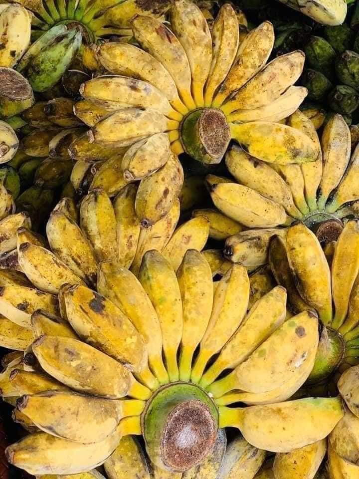 Chuối sáp nghệ chứa hàm lượng dưỡng chất vượt trội lại thơm dẻo, ngọt thanh nên được nhiều thực khách ưa chuộng