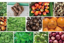 Loại cây ăn quả quen thuộc ở Việt Nam chứa chất chống ung thư