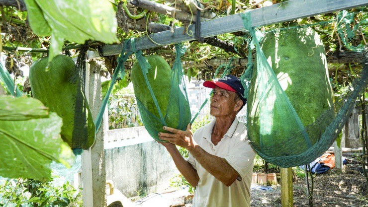 Vì sức nặng của quả bí người dân phải dùng lưới để neo bí trên giàn. Ảnh: Trương Định