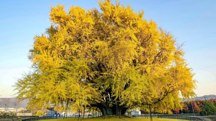 Cây bạch quả được mệnh danh đẹp nhất thế giới là báu vật vô giá của làng Bangye-ri ở Wonju. Ảnh: Visit Korea
