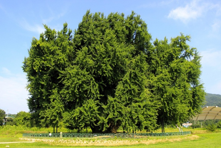 Ảnh: Green Stories