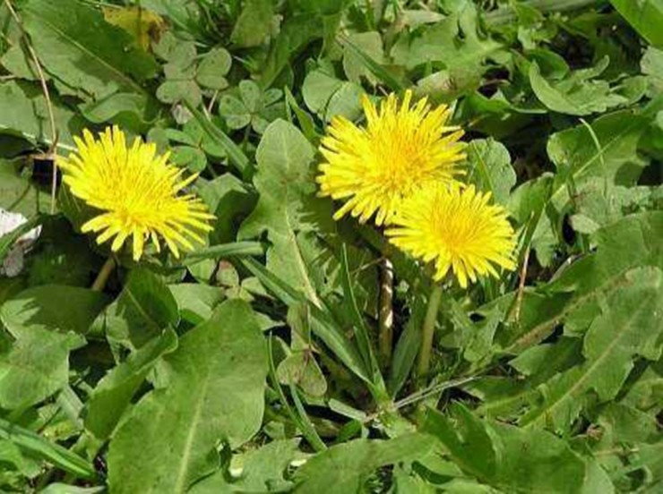 Mỹ đánh giá "rau tốt nhất thế giới" hóa ra là rau quen thuộc ở nước ta - 1