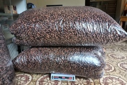 Bất ngờ xác loại côn trùng được mua với giá 2,5 triệu đồng/kg, dân buôn gom từng lạng