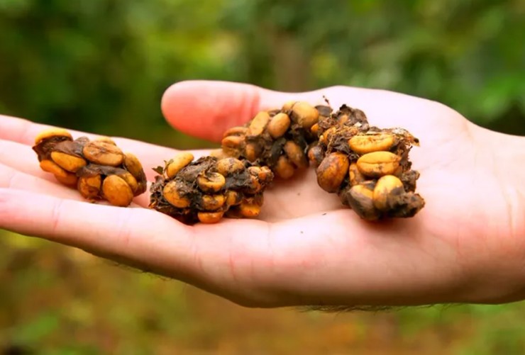 Kết quả là cà phê phân chim Jacu có hương vị tinh tế, thơm như hoa hồi&nbsp;và được xem là một trong những loại cà phê đắt nhất thế giới – lên đến 1.700 USD/kg (gần 40 triệu đồng).
