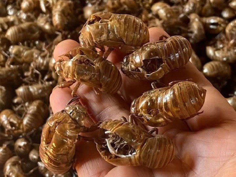 Những chiếc xác ve sầu còn nguyên vẹn, không bị vỡ nát hay ẩm mốc sẽ có giá cao nhất.