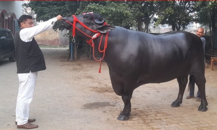Con trâu nặng 15 tạ có giá 30 tỷ đồng.
