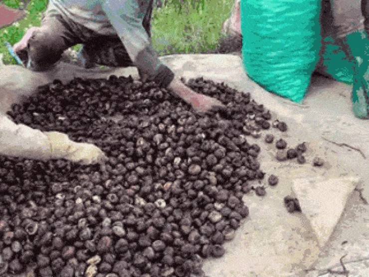 Đặc sản 'dưới lòng đất' có từ Nam ra Bắc, ăn giòn mát, nấu canh càng ngọt thơm