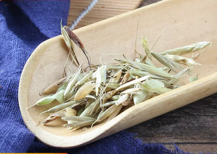 Hiện lúa mạch dại được bán trên nhiều sàn thương mại điện tử của Trung Quốc với nhiều mức giá khác nhau, tuy nhiên số lượng không nhiều.
