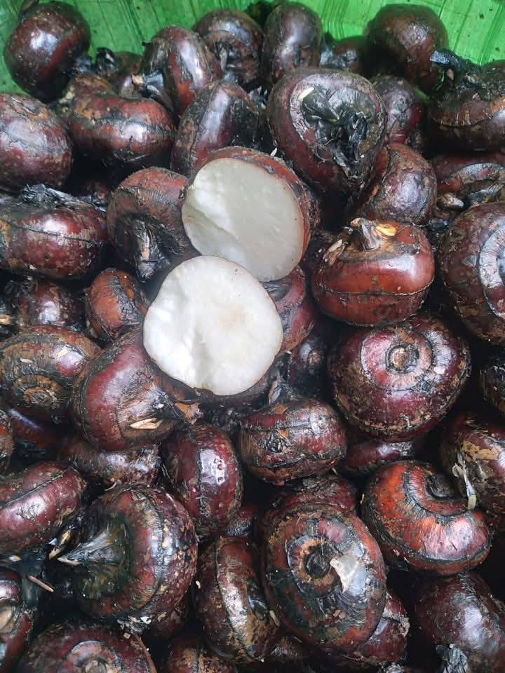 Củ mã thầy có vỏ ngoài màu nâu đen, to cỡ củ hành, bên trong ruột màu trắng, ăn giòn, vị ngọt và mát. Ảnh: Liêm Sitting