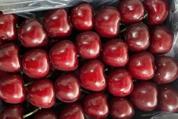 Cherry nhà kính của Trung Quốc giá nửa triệu đồng một kg