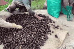 Đặc sản  ' dưới lòng đất '  có từ Nam ra Bắc, ăn giòn mát, nấu canh càng ngọt thơm