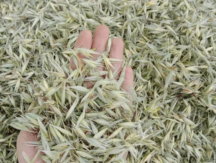 Kể từ đó, lúa mạch dại &#34;đổi đời&#34;, từ thứ cỏ dại bị &#34;diệt tận gốc&#34;, nó trở thành nguyên liệu được săn lùng.
