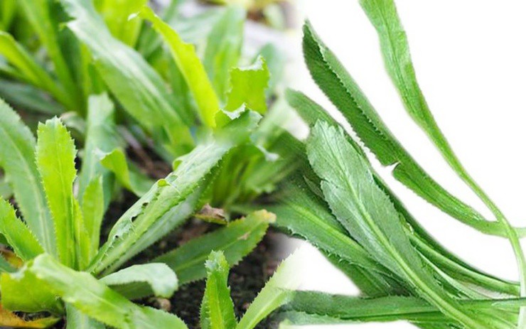 “Lộc trời” mọc hoang khắp Việt Nam, hái đem ra chợ bán đắt như tôm tươi - 2