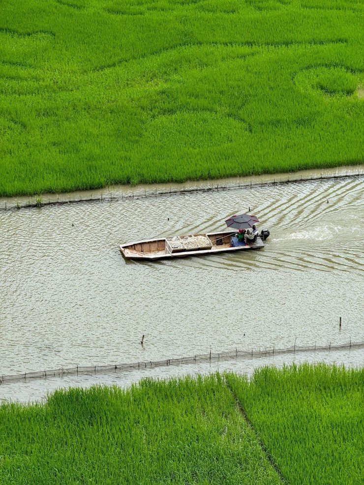 Tam Cốc – Bích Động là điểm đến không thể bỏ qua khi mùa lúa xanh về. Ngồi trên con thuyền nhỏ do người dân địa phương chèo tay, bạn sẽ xuôi theo dòng Ngô Đồng, hai bên là cánh đồng xanh thăm thẳm và những dãy núi đá sừng sững. Thuyền đi qua ba hang nước mát lạnh, giữa không gian tĩnh lặng chỉ còn tiếng mái chèo khua nhẹ và tiếng chim ríu rít, tạo cảm giác như lạc vào một miền cổ tích. Ảnh Phương Tali