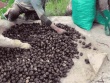 Đặc sản 'dưới lòng đất' có từ Nam ra Bắc, ăn giòn mát, nấu canh càng ngọt thơm
