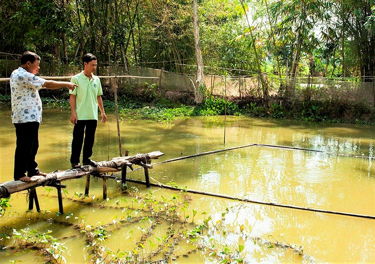 Hiện nay, một số hộ nông dân đã triển khai mô hình nuôi cá hô, mang về nguồn thu nhập đáng kể. Có người kiếm tiền tỷ nhờ mô hình này.
