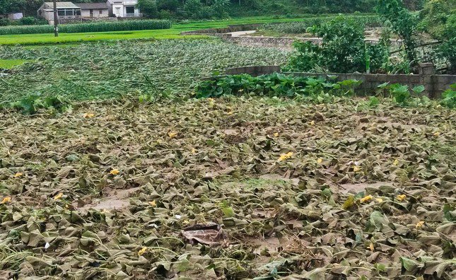Nhiều diện tích hoa màu, đất nông nghiệp bị thiệt hại nặng nề.