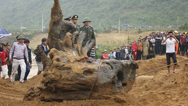 Hiện trường khai quật gốc sưa "khủng" năm 2014.