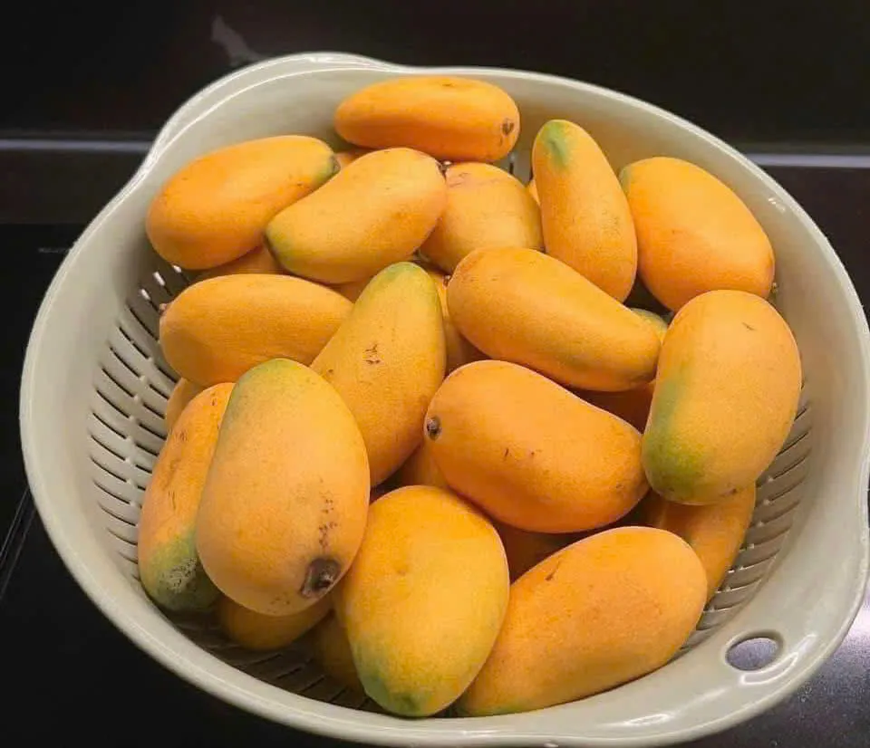 Ăn xoài, uống nước gừng, uống bù nước và chất điện giải... là những cách giảm tình trạng nôn nao sau khi uống rượu. Ảnh: PHƯƠNG LÊ.