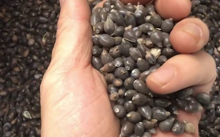 Ở Trung Quốc, các sản phẩm thủ công từ hạt bo bo rất được ưa chuộng nên hạt có giá&nbsp;bán khá tốt, khoảng 40 NDT (143.000đ)/kg.&nbsp;
