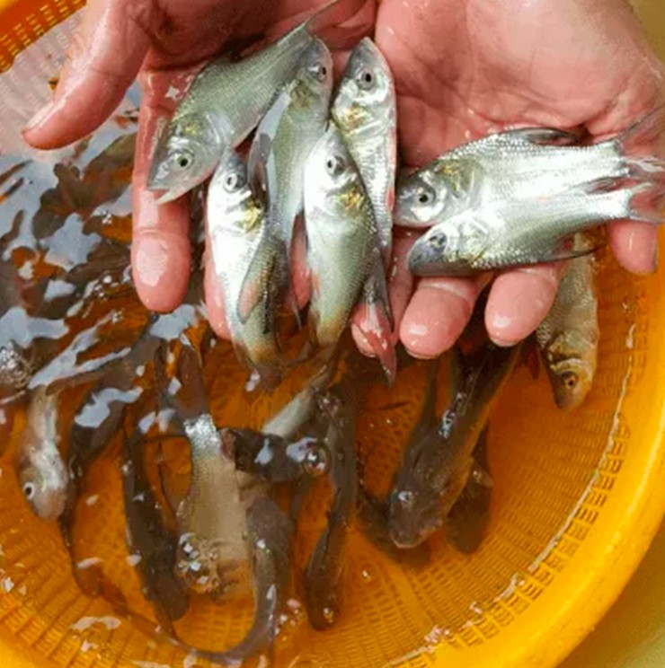 Cá hô là loài cá dễ nuôi, ít bệnh, lớn nhanh, giá bán cao. Để nuôi được cá hô thành công, trước khi nuôi phải cải tạo ao thật kỹ, diệt sạch cua và cá tạp.
