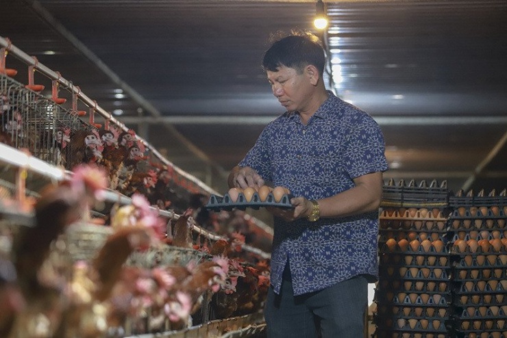 Giá trứng gà giảm mạnh khiến người chăn nuôi thua lỗ nặng. Ảnh: Nguyên Phương