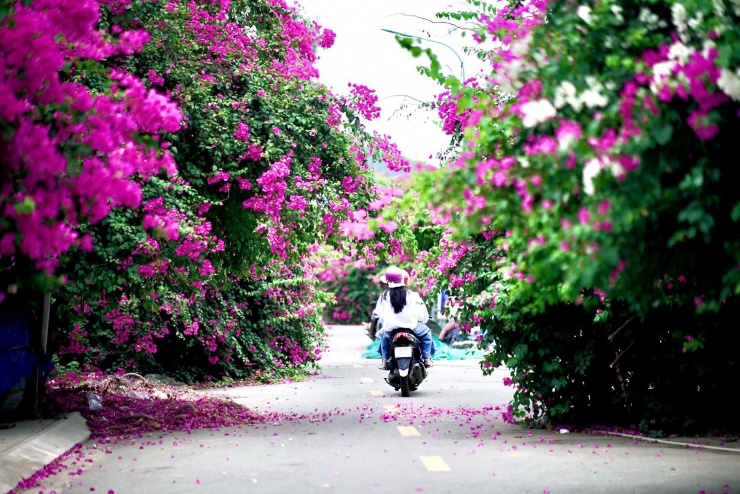 Du khách thích mê đường hoa giấy rực rỡ ở Nha Trang - 1