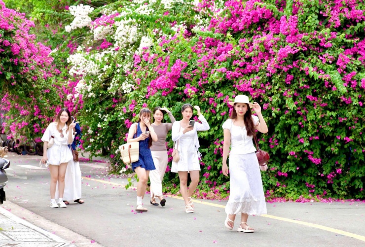 Du khách thích mê đường hoa giấy rực rỡ ở Nha Trang - 3
