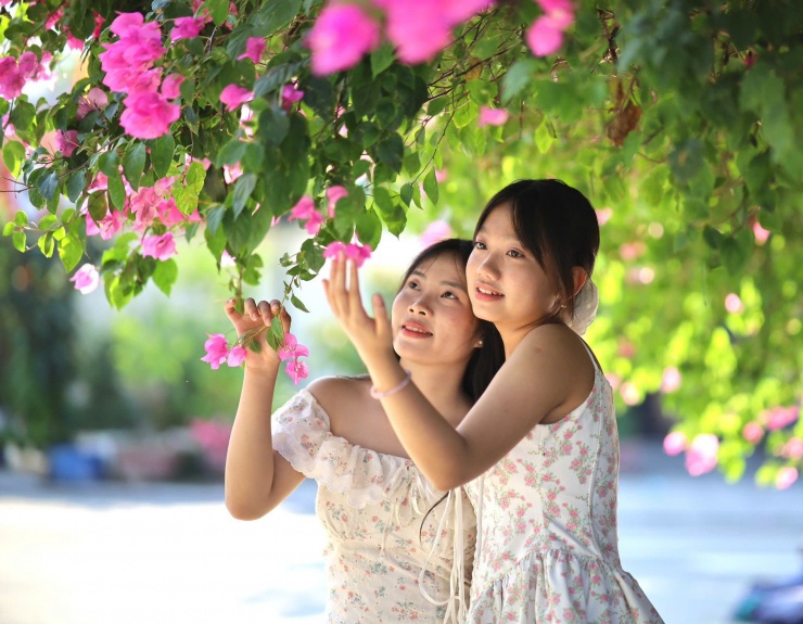 Du khách thích mê đường hoa giấy rực rỡ ở Nha Trang - 8