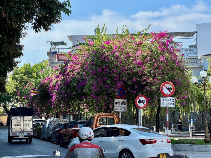 Du khách thích mê đường hoa giấy rực rỡ ở Nha Trang - 10