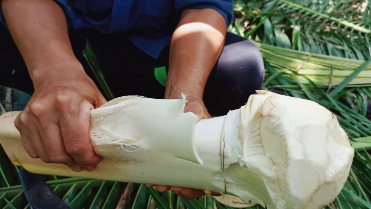 Củ hũ dừa là món ăn yêu thích của người dân miền Tây. Ảnh: Phương Lúa