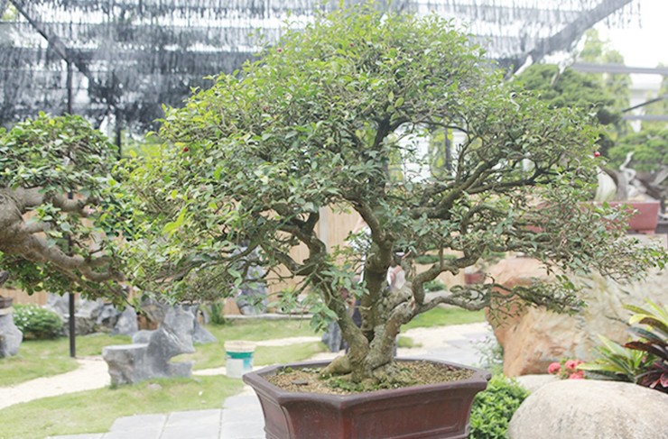 Năm 2019, anh Phong (Yên Dũng, Bắc Giang) sở hữu chậu hồng ngọc mai kích thước khủng, tuổi đời 200 năm. Thời điểm đó, có người hỏi mua giá 200 triệu đồng nhưng anh không đồng ý bán.&nbsp;
