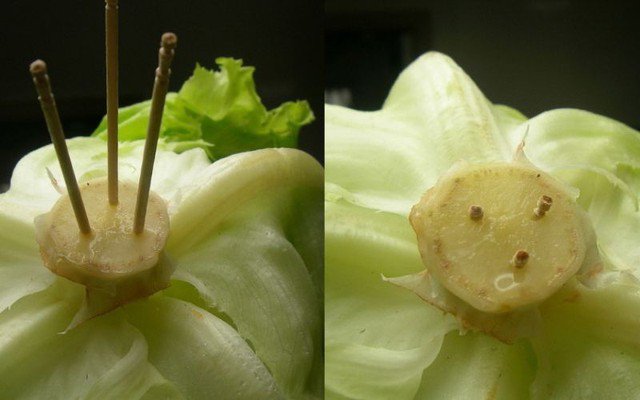 Nhờ có 3 cây tăm, rau xanh có thể giữ được tươi đến khoảng 7 ngày.