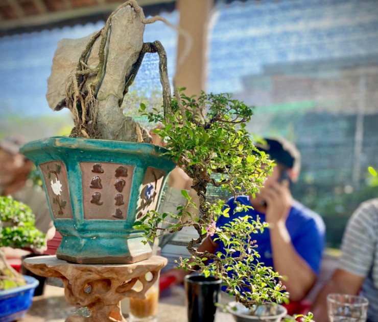 Đây là cây sống khỏe, việc chiết nhánh đều dễ và tỉ lệ sống rất cao.
