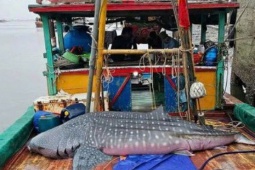 Ngư dân phát hiện cá lạ nặng nửa tấn chết nổi trên mặt biển
