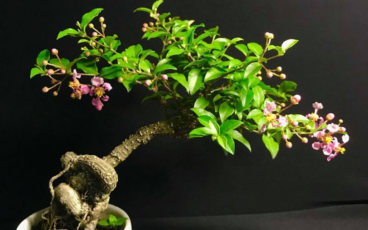 Một nét nổi bật tạo ấn tượng nhất chính là dáng cây với phần rễ nổi. Rễ có thể xoắn ôm vào đá tạo ra những hình thù lạ mắt, có một không hai. Cây càng lâu năm càng có giá trị lớn.&nbsp;
