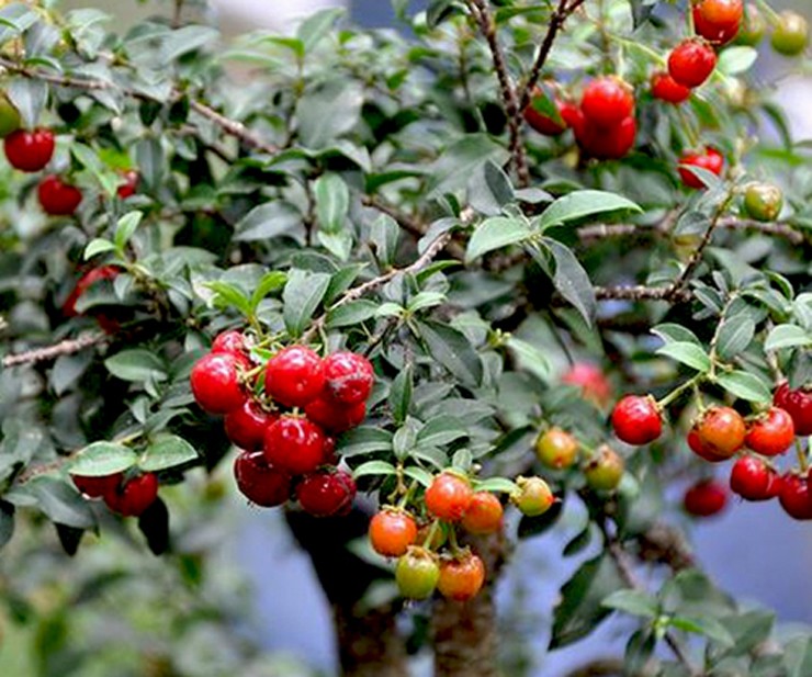 Trên thị trường cây cảnh, hồng ngọc mai được nhiều địa chỉ bày bán với mức giá dao động từ vài trăm đến vài triệu đồng, thậm chí vài chục triệu đồng tùy vào kích thước và dáng thế.&nbsp;
