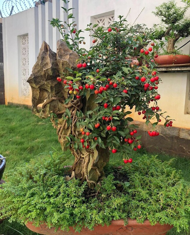 Nhận thấy hồng ngọc mai có giá trị cao khi làm&nbsp;bonsai nên nhiều người đã trồng và tạo tác, mang về nguồn thu nhập đáng kể.&nbsp;
