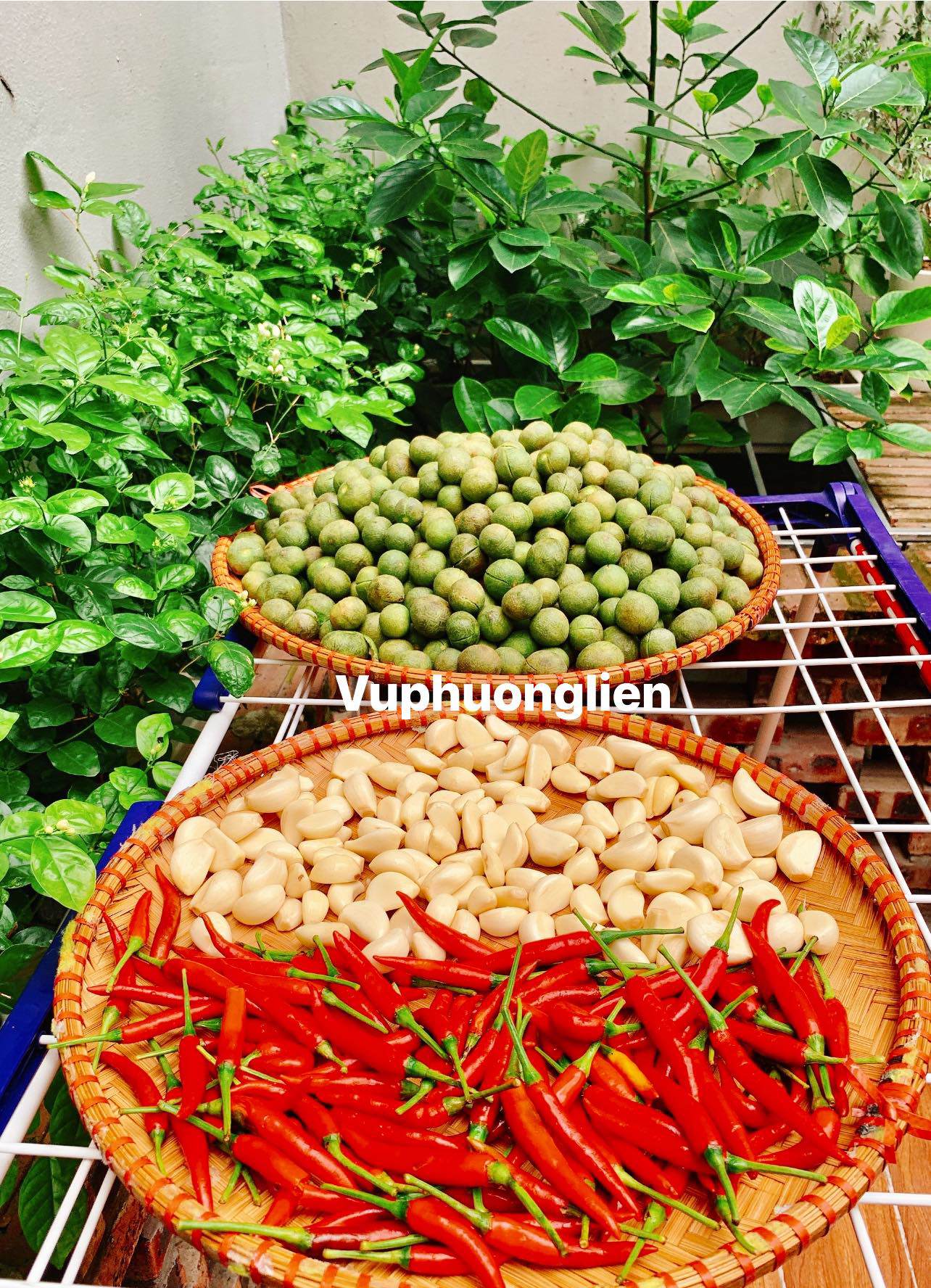 Tỏi, ớt cũng rửa sạch với nước muối rồi phơi thật ráo nước.