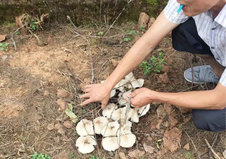 Nấm “thối rữa siêu tốc” giá trên trời, ở Việt Nam cũng có - 1