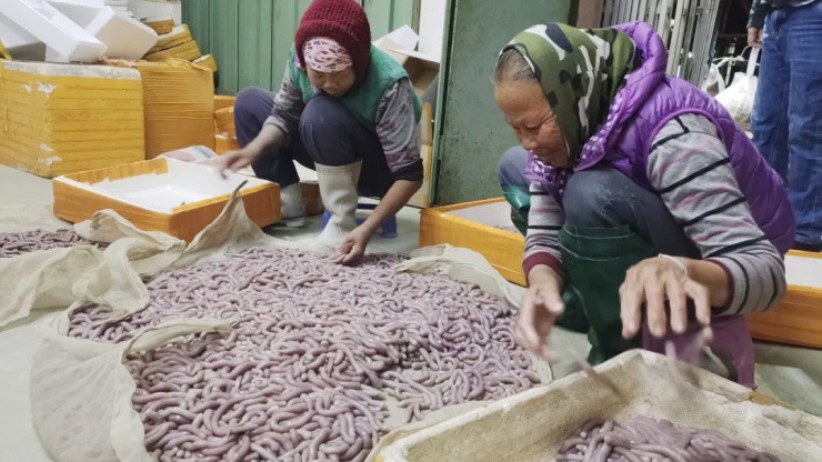 Săn loài “không có tim, gan, phổi” mà xây được biệt thự - 1